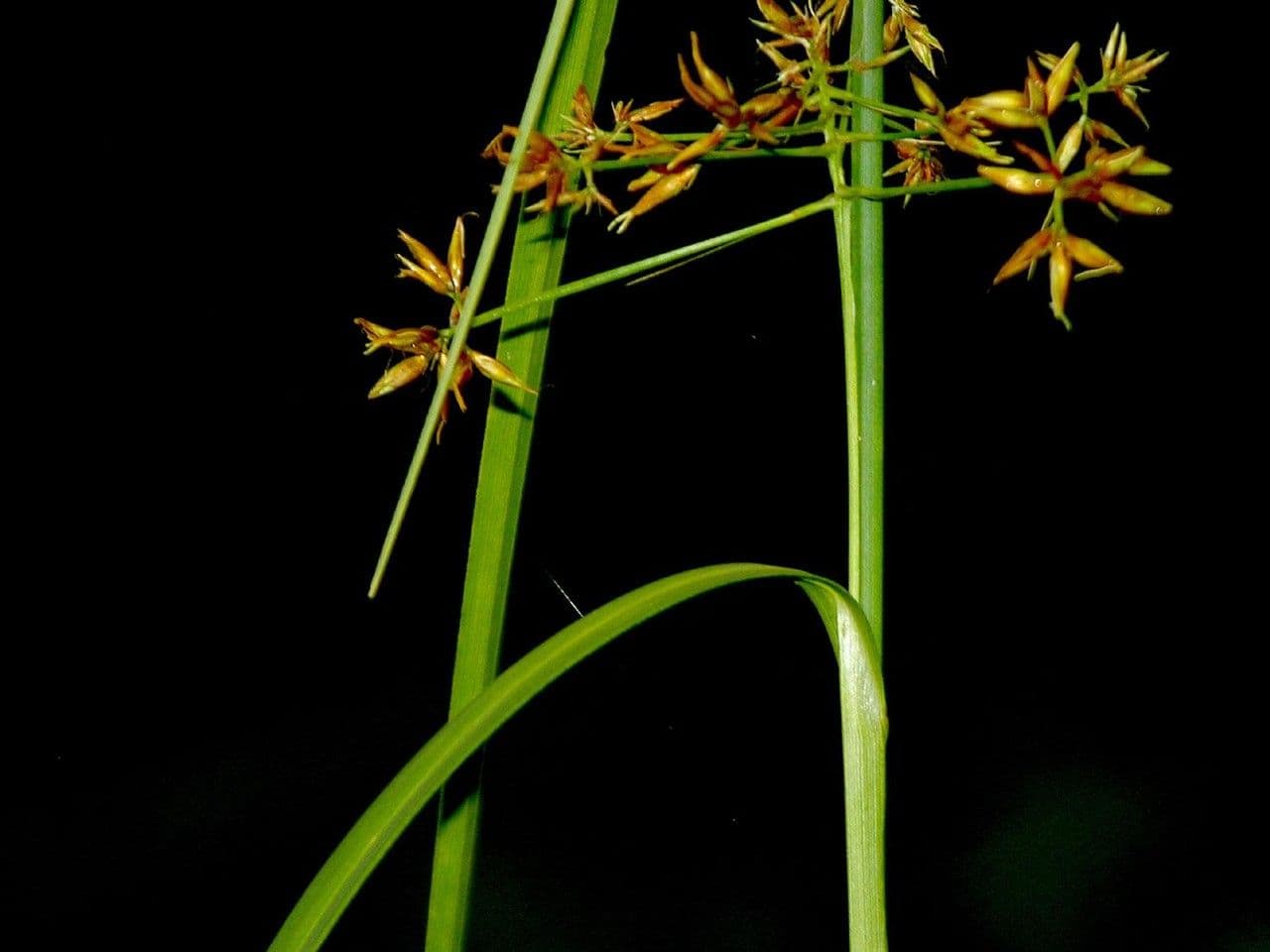 Rhynchospora corymbosa 11