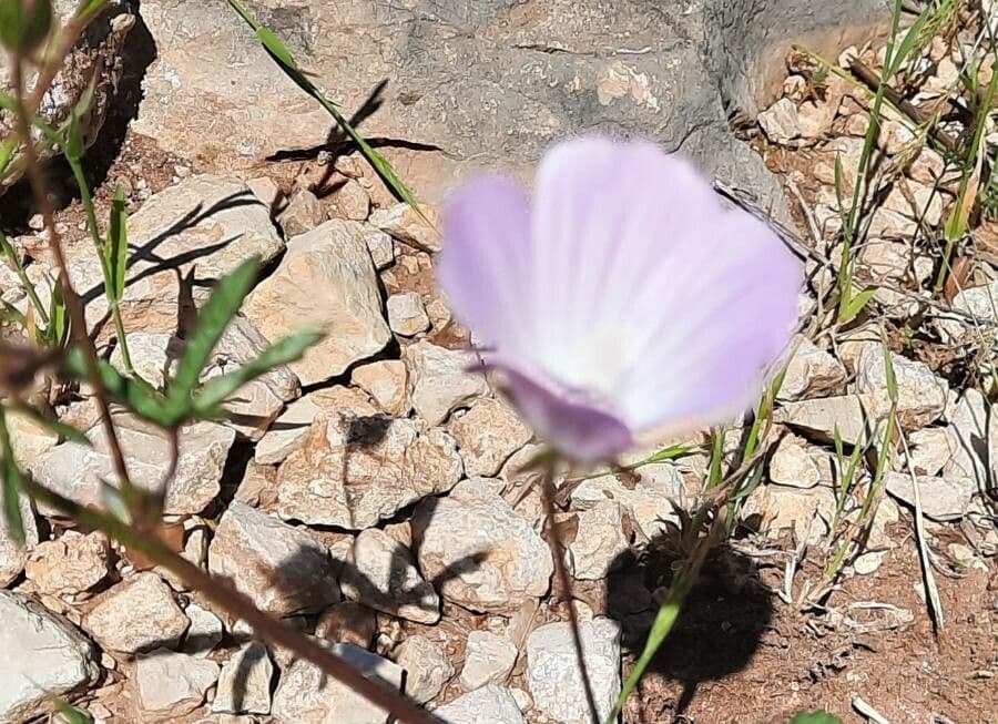 Malva di Creta 3
