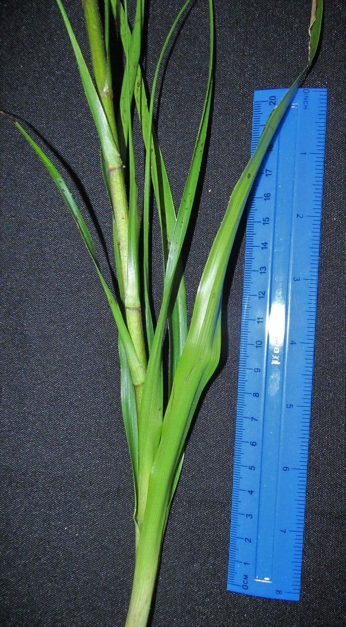Pitcairnia 5
