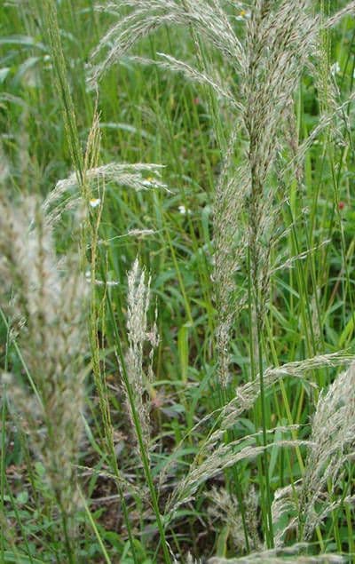 Sourgrass 7