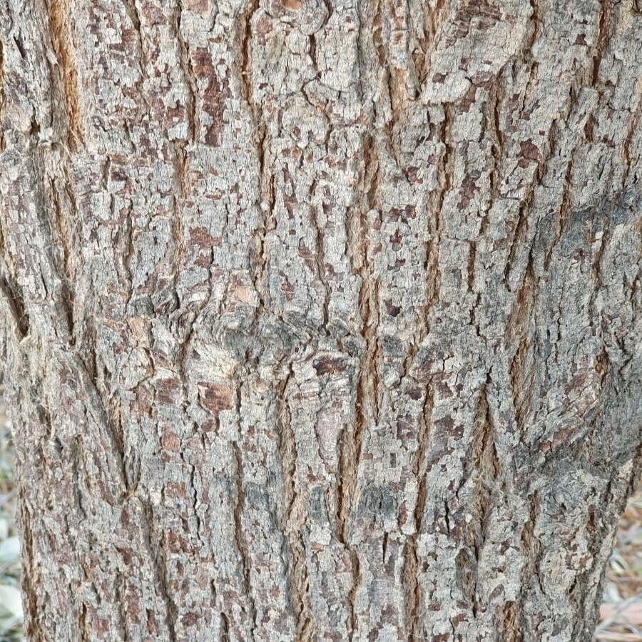 Geijera parviflora 12