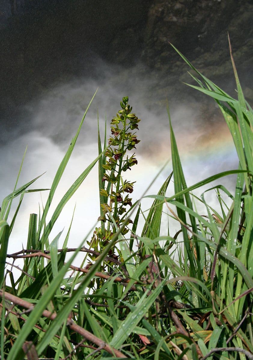 Eulophia vysoká 6