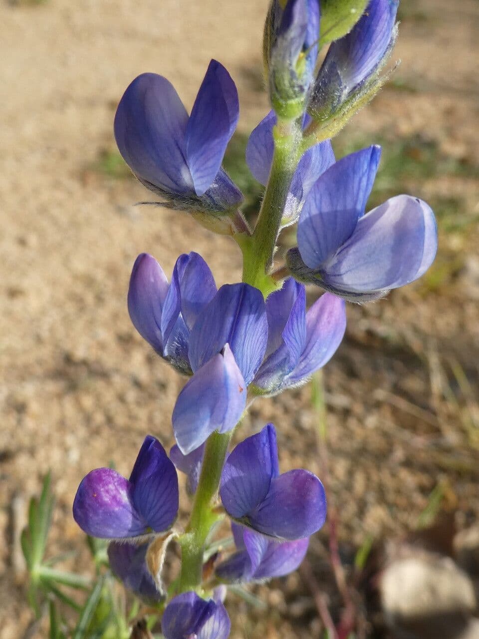 Schmalblättrige Lupine 10