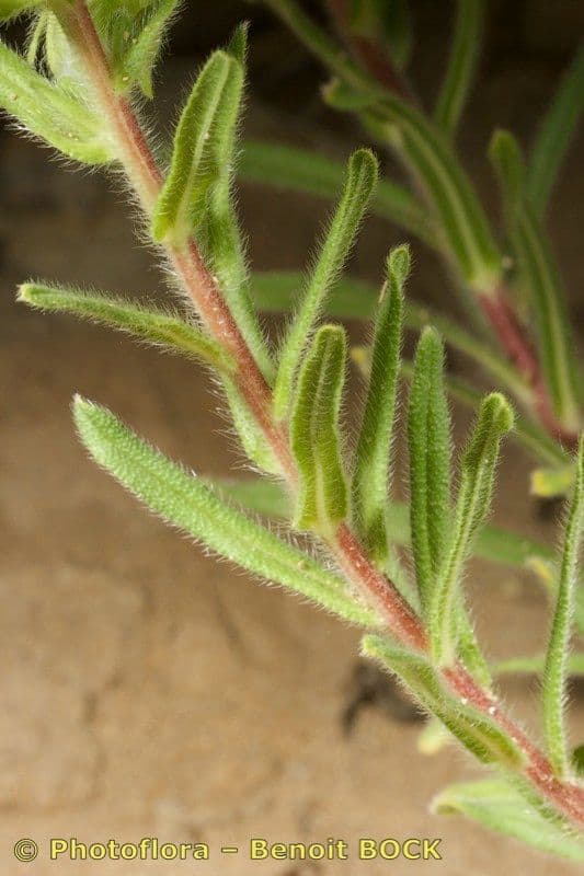 Onosma 20