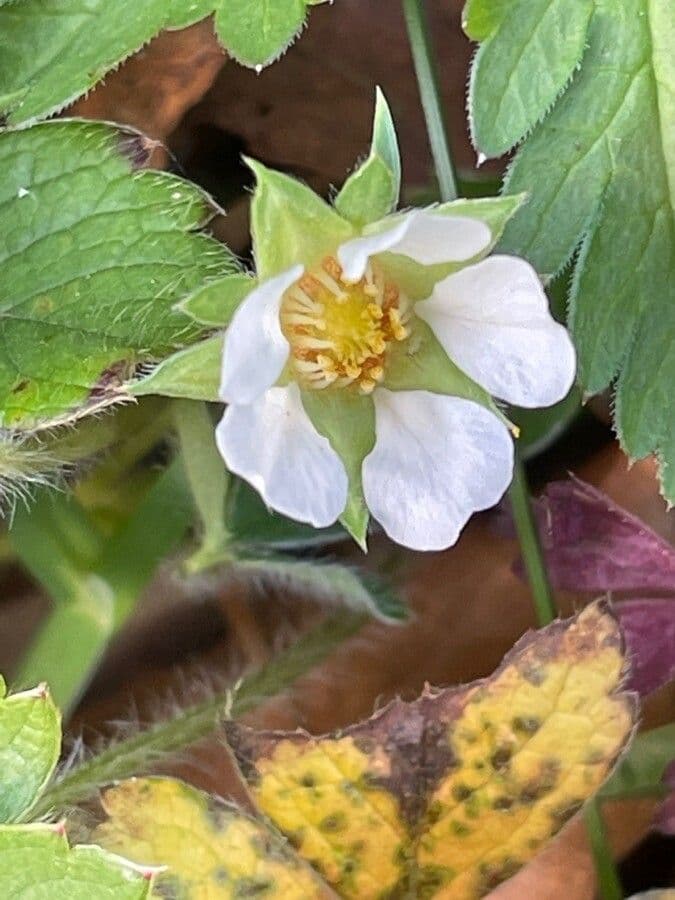 Strawberryleaf cinquefoil 8