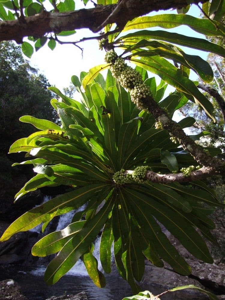 Pycnandra