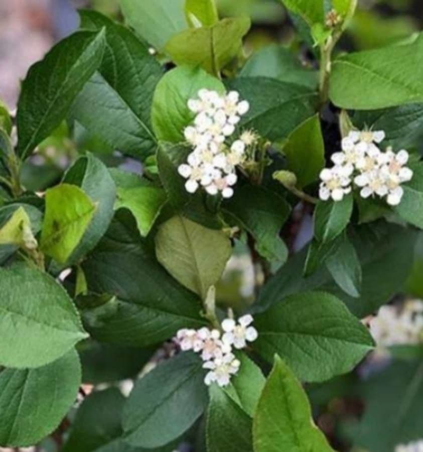 Aronia rossa 10
