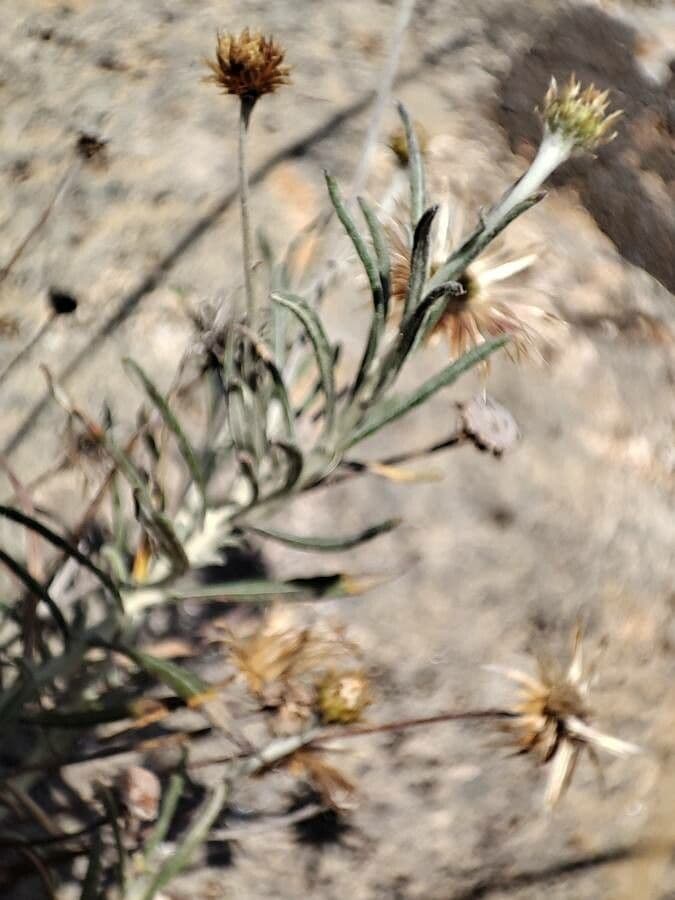 Felsen-Steinimmortelle 16