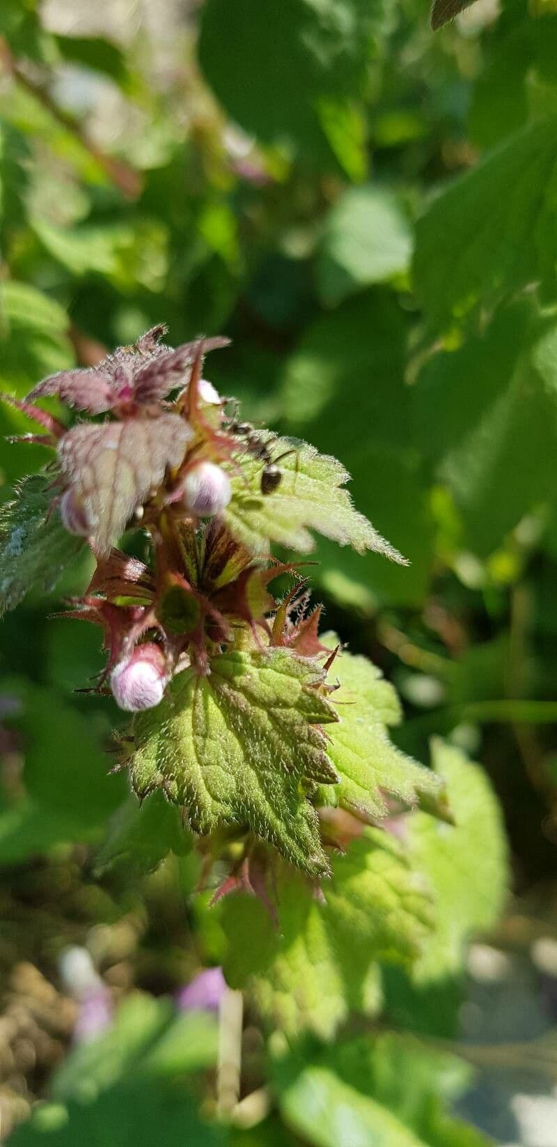 Falsa ortica macchiata 2