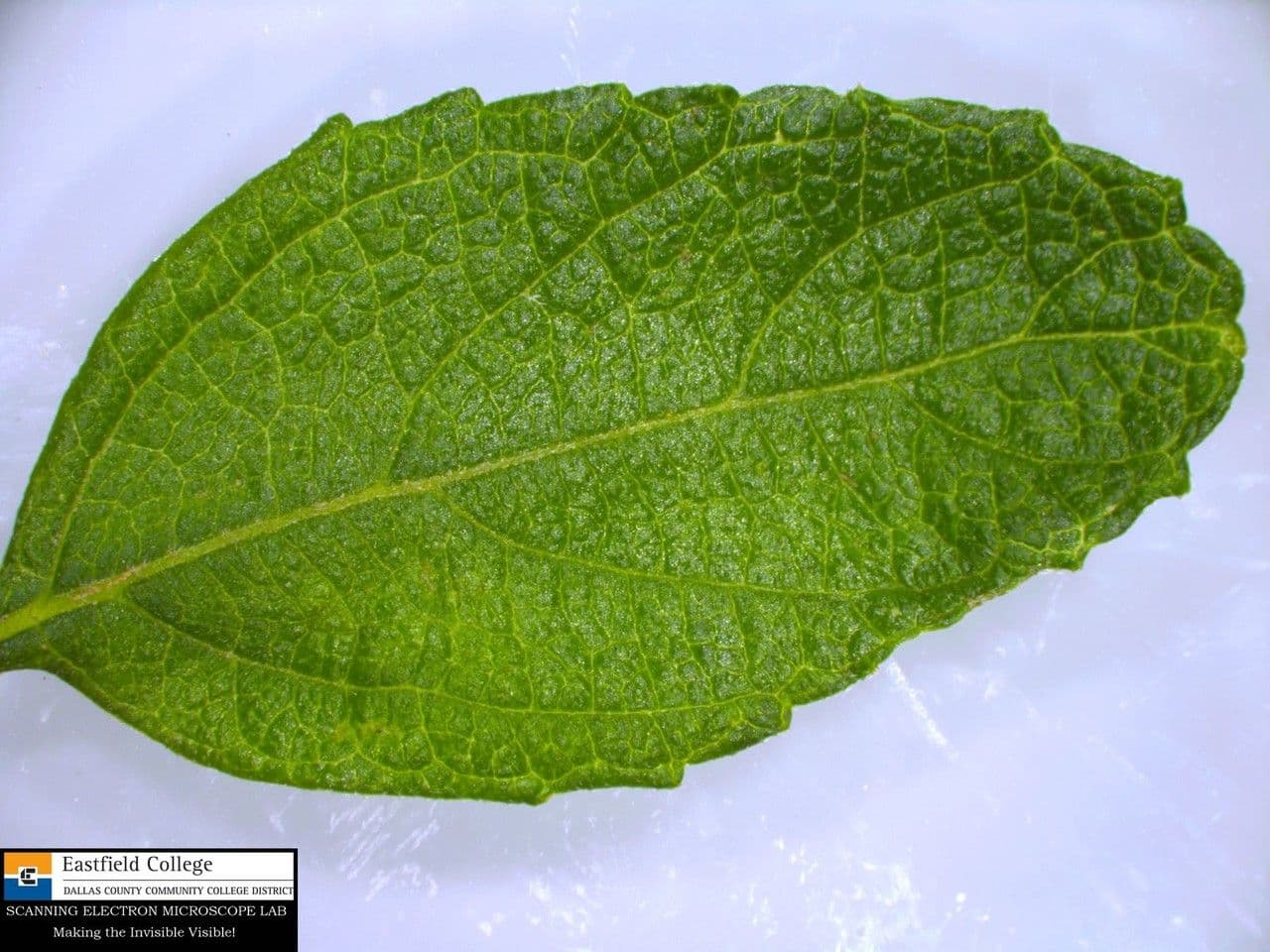 Lantana 26