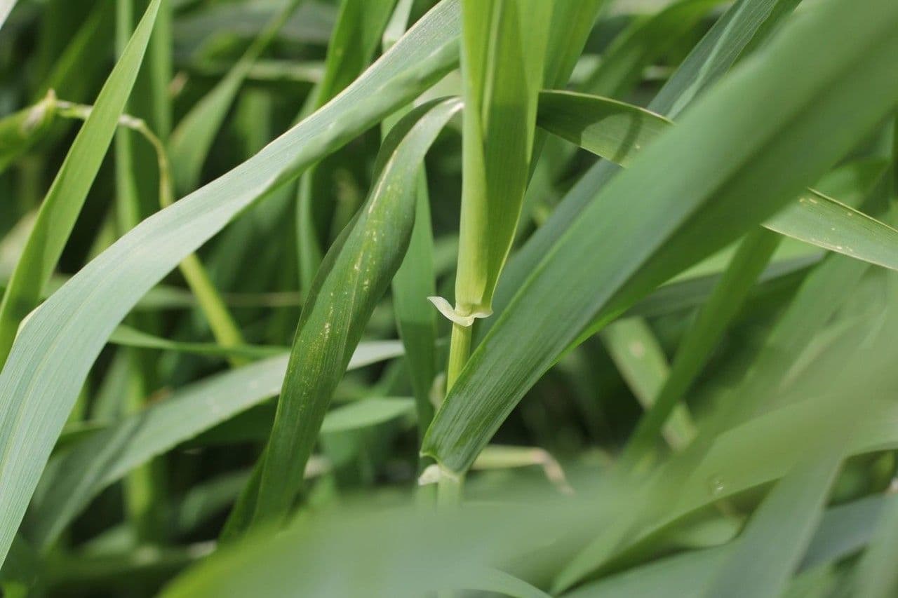 Orzo 22