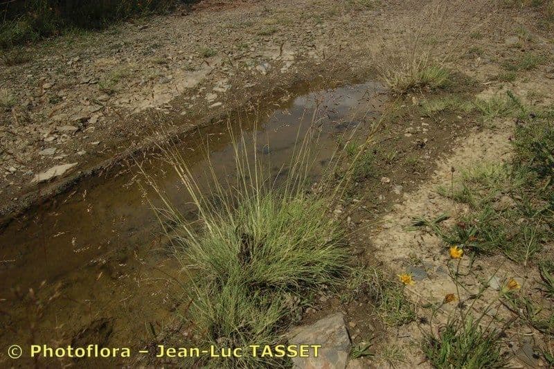 Deschampsia media 9