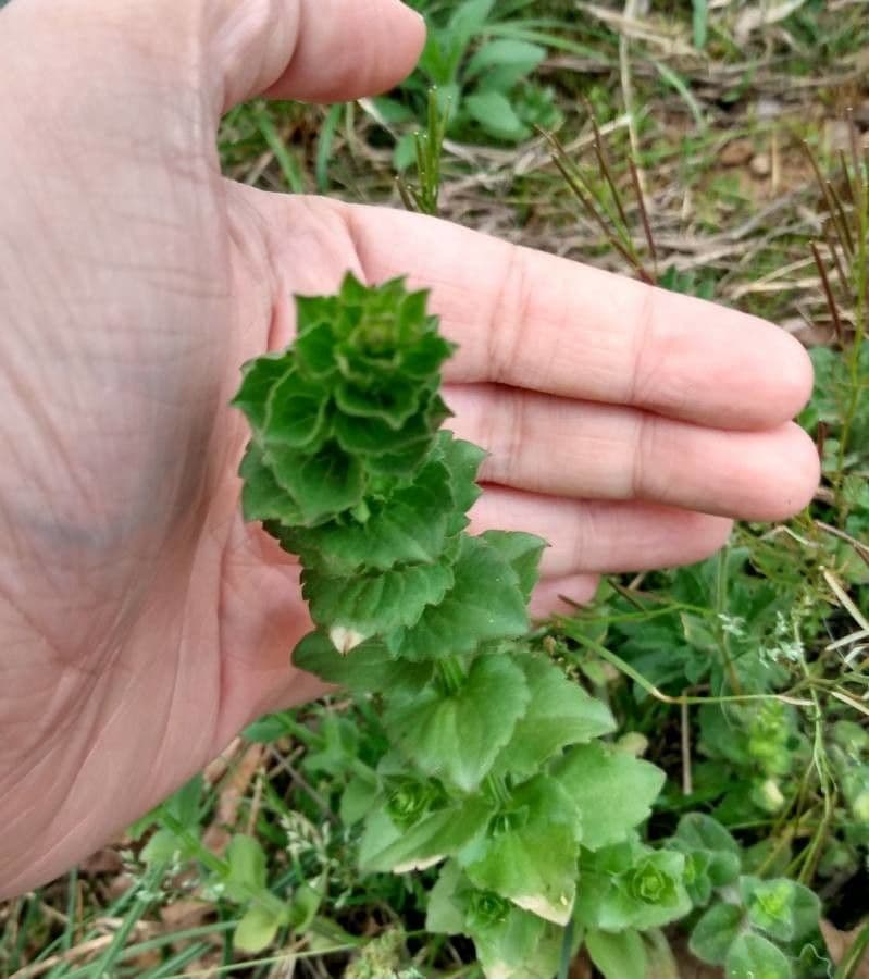 Triodanis przerosła 14