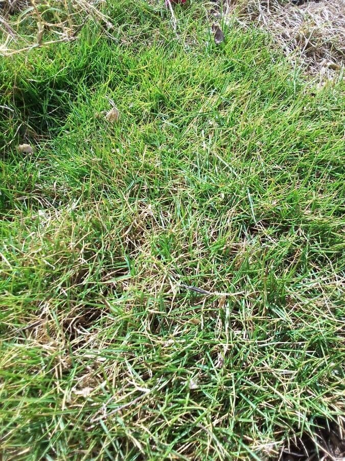 Zoysia 4