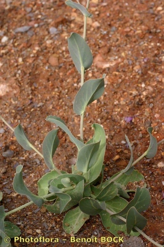 Moricandia 11