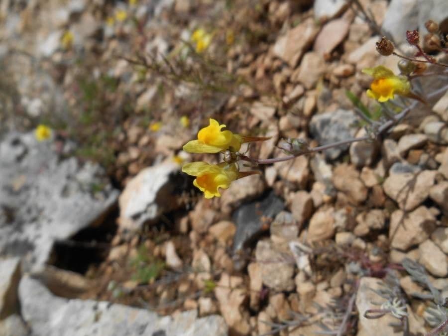 Linaria supina 21