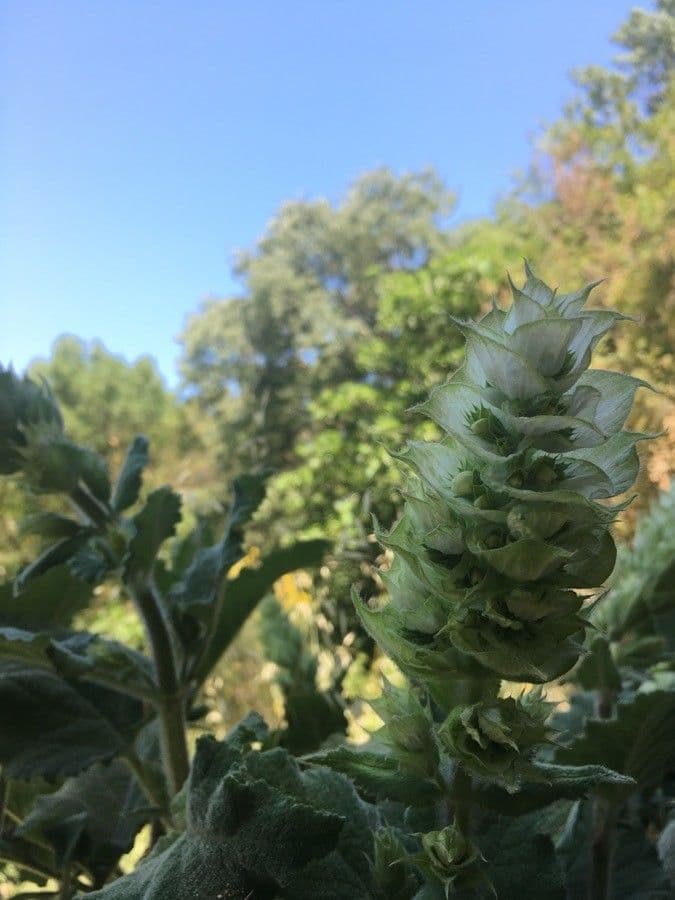 Šalvia muškátová 3