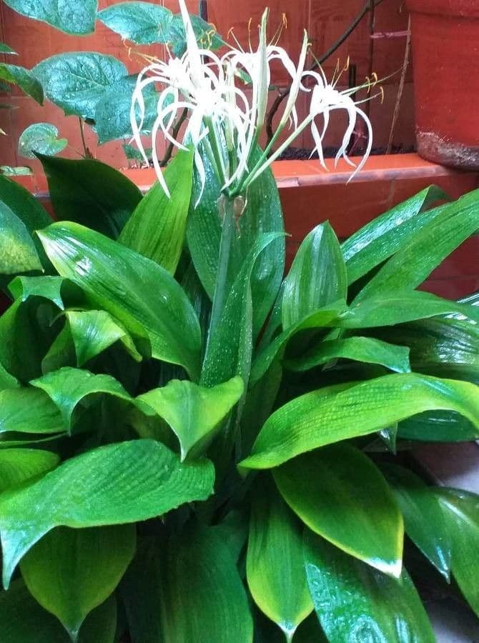 Schusterpalme 6