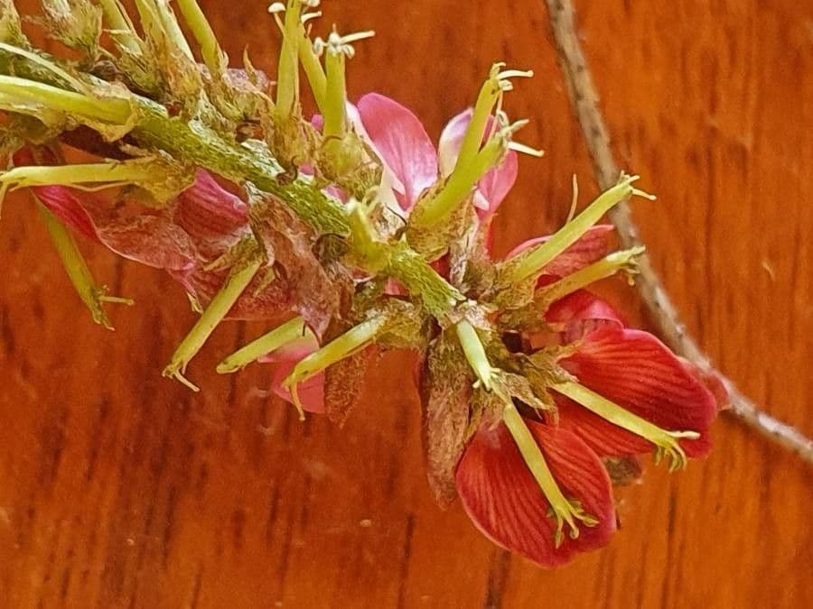 Indigofera 15
