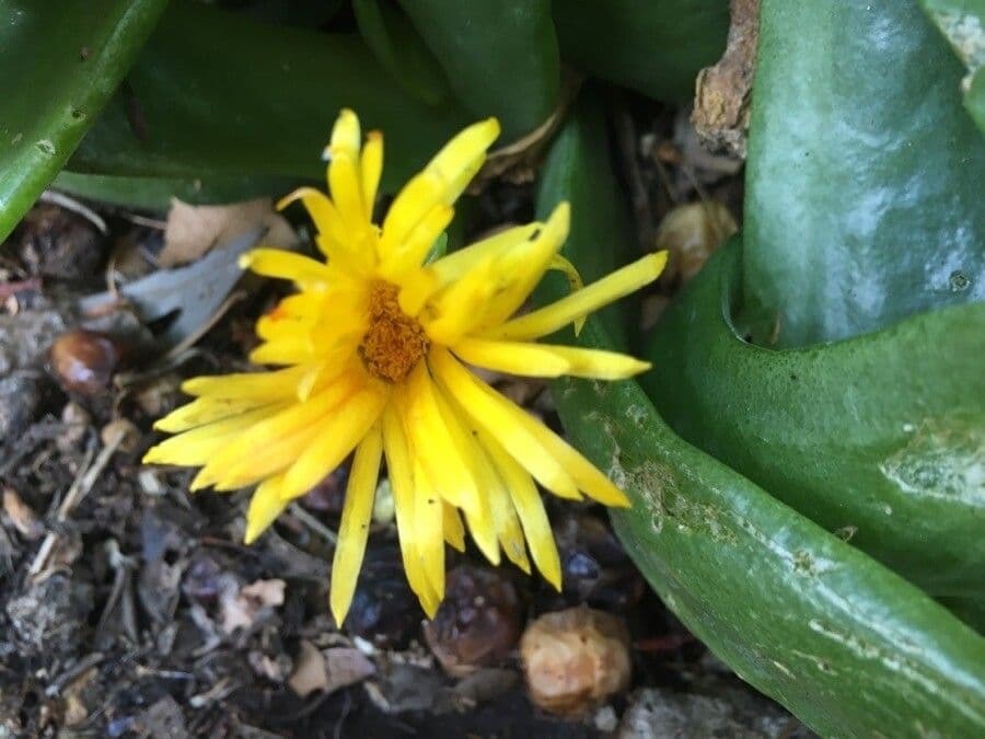 Glottiphyllum 2
