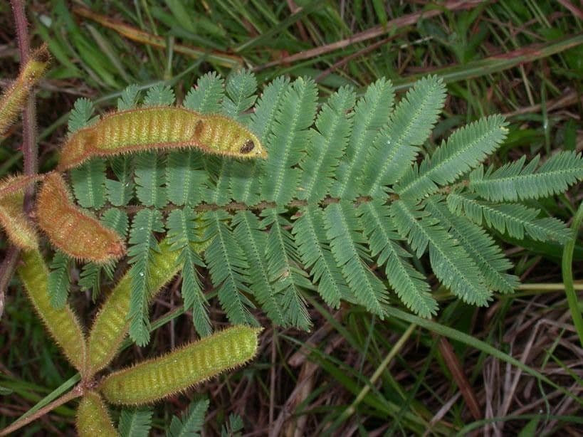 Mimosa 13