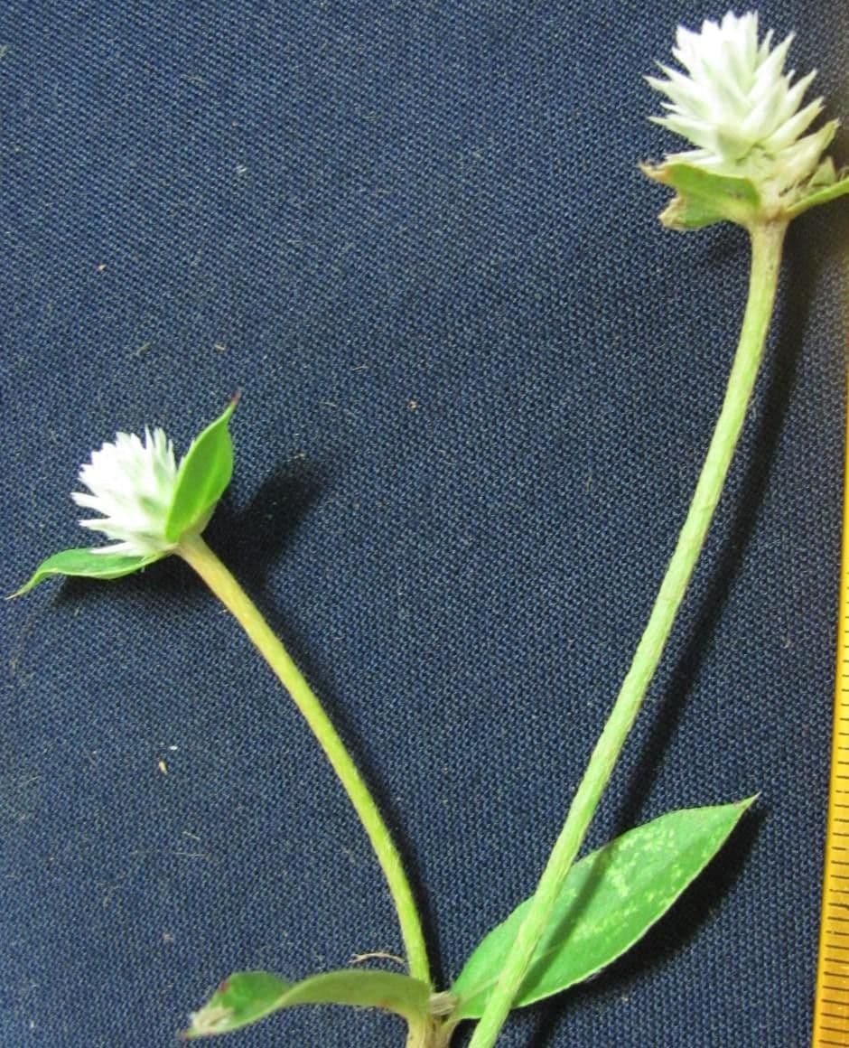 Gomphrena serrata 24
