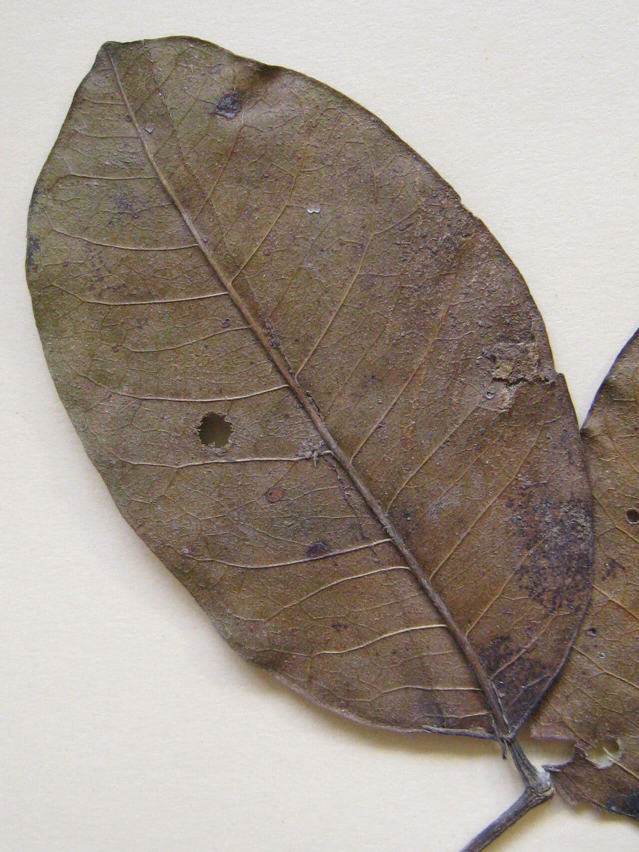 Zanthoxylum 15