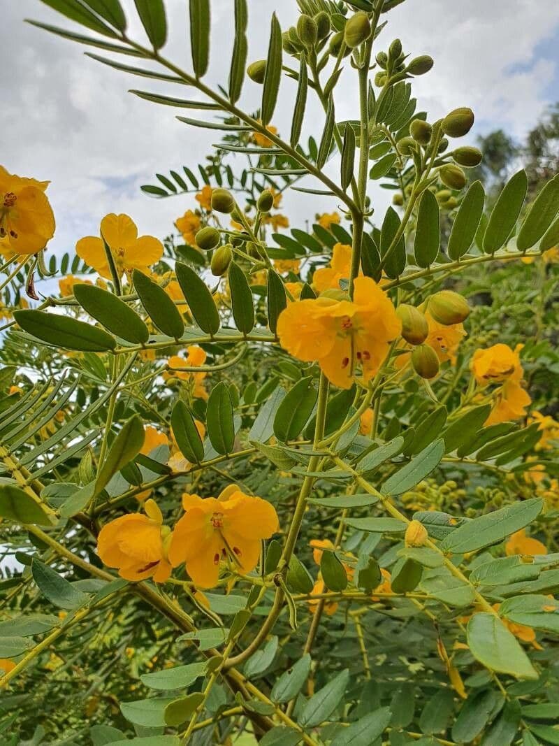 Vieldrüsige Senna 4