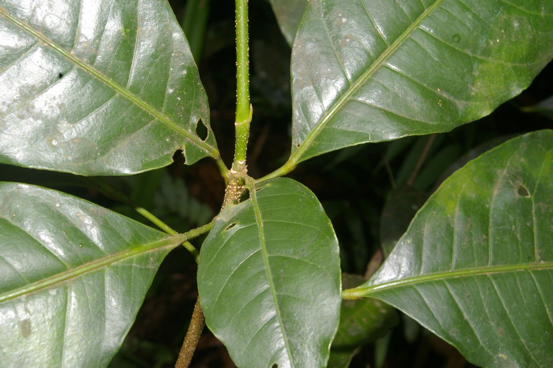 Conchocarpus 14