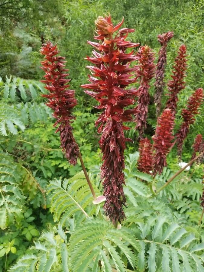 Melianthus maggiore 7