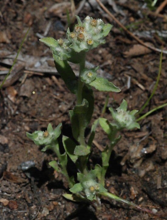 Gnaphalium 14