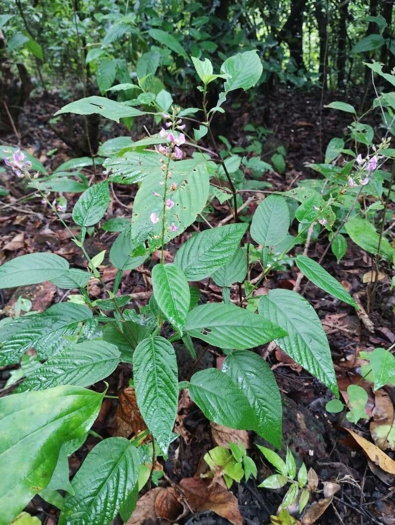 Desmodium paniculatum 15