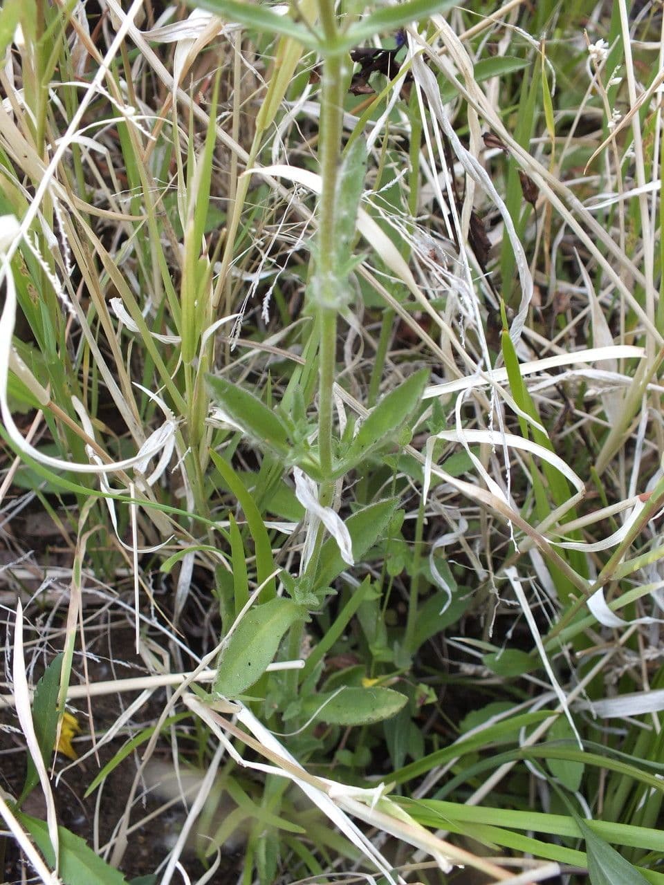 Stemodia durantifolia 13