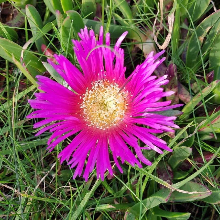 Fico degli Ottentotti 22