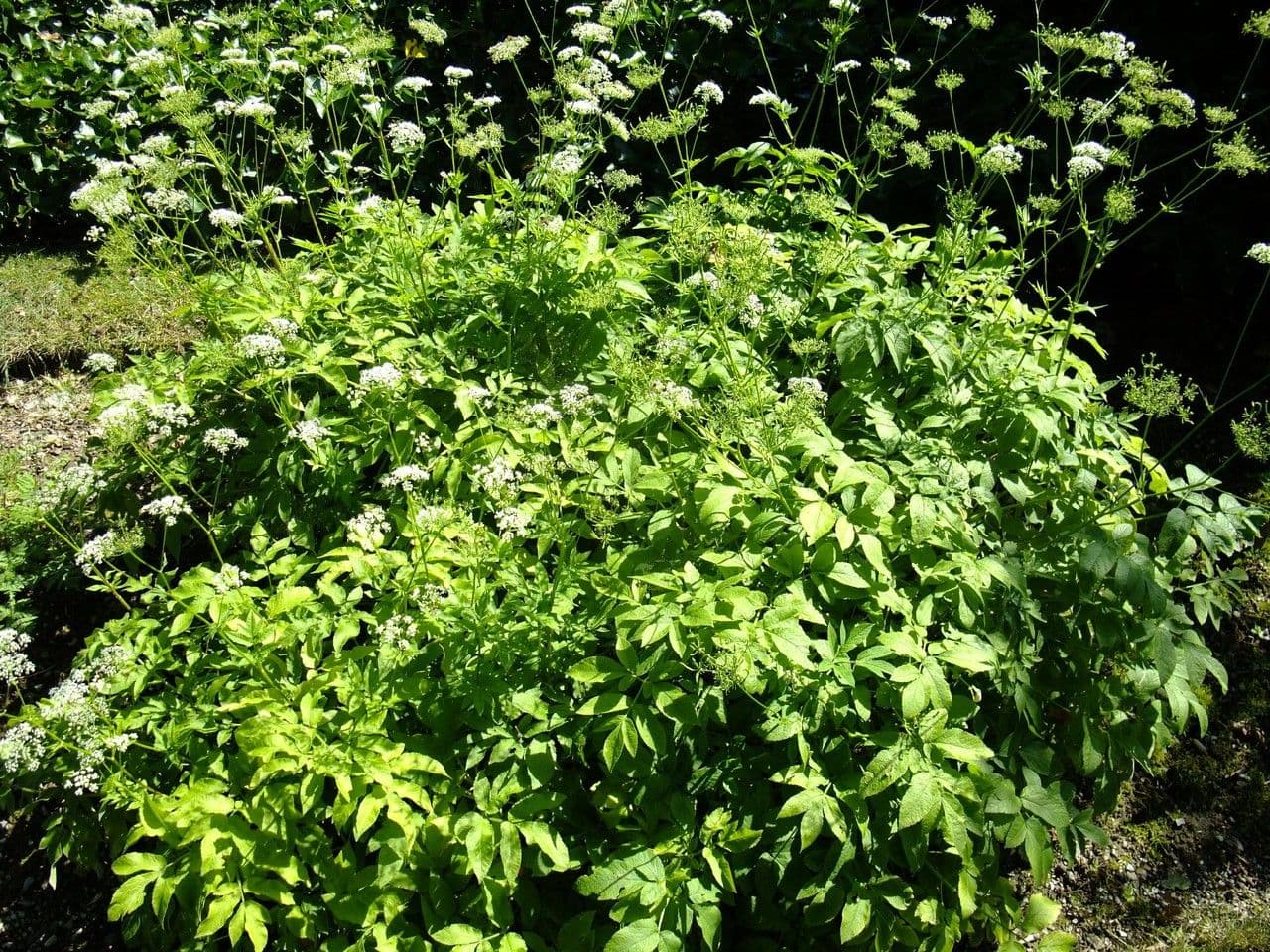 Cerfoglio aromatico 10