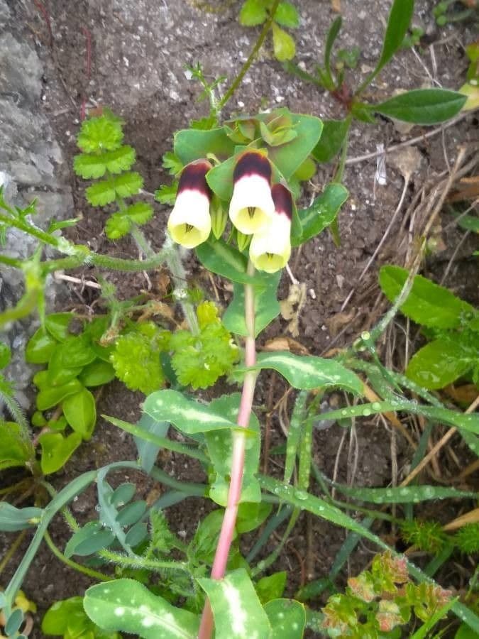 Cerinthe maggiore 28