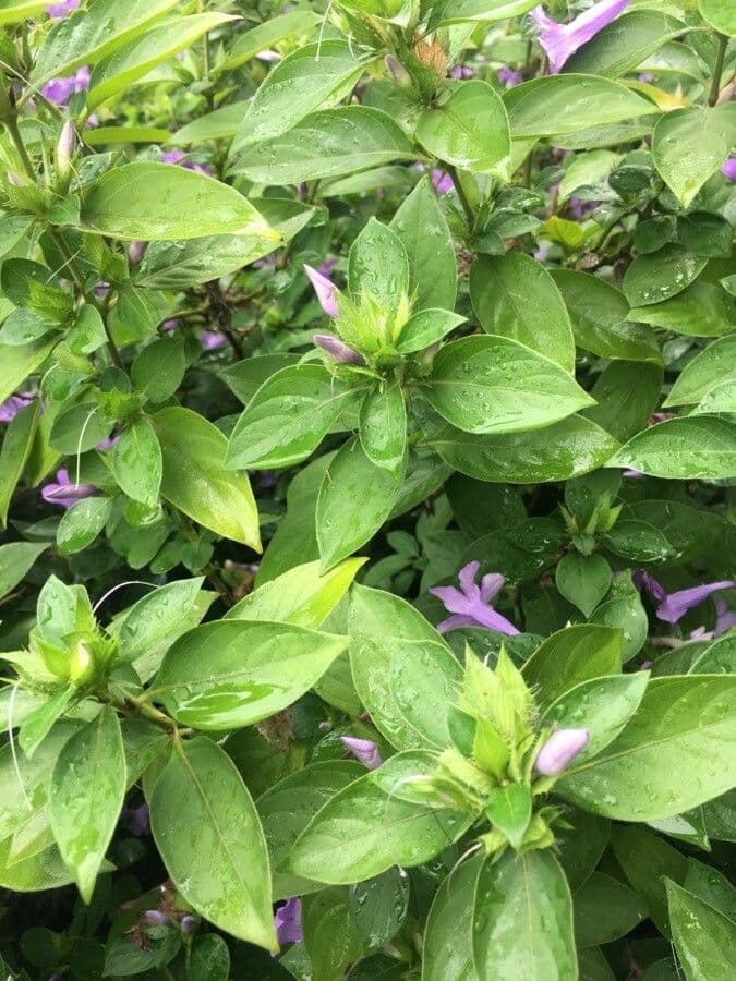 Bürstenblume 18