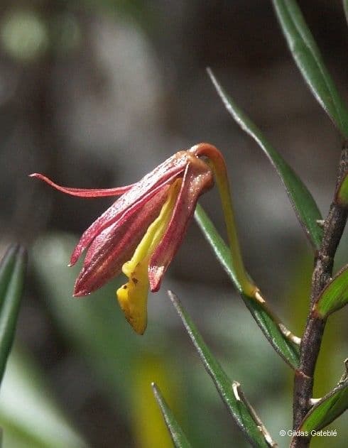 Dendrobium 4