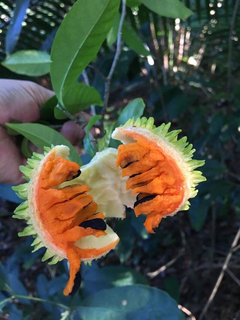 Tabernaemontana