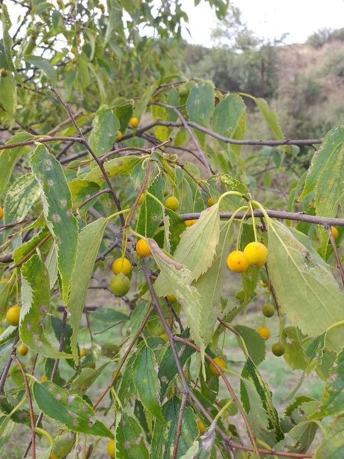 Bagolaro 2
