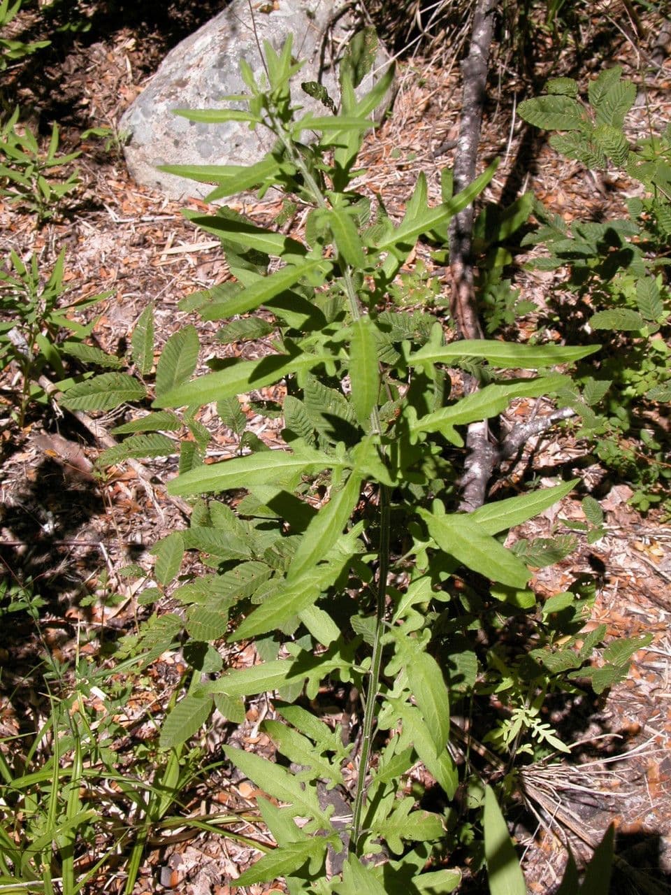 Solano