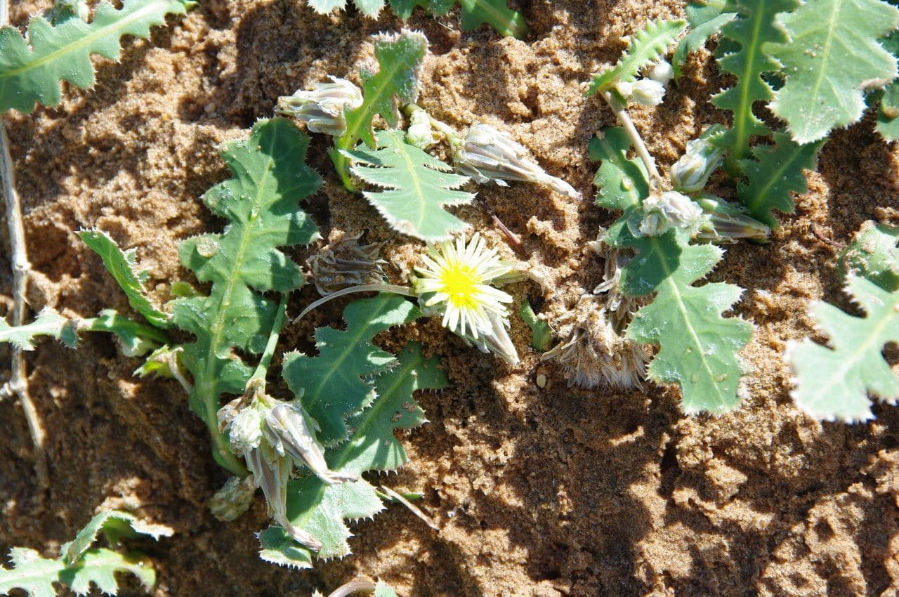 Launaea 17