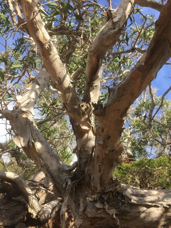 Fünfnerviger Teebaum 21