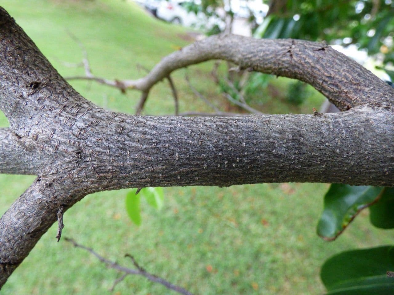 Graviola 21