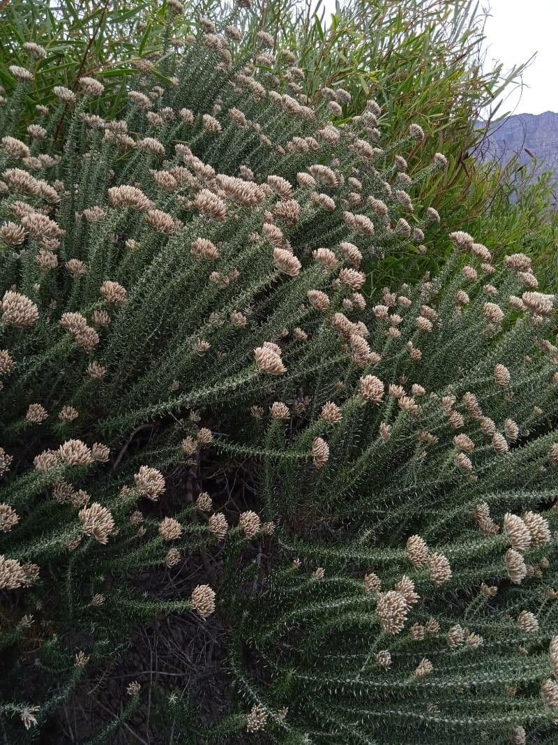 Ozothamnus 5