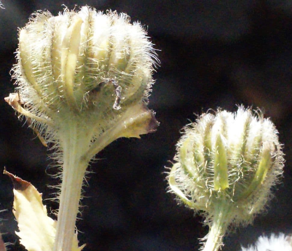 Crepis conyzifolia