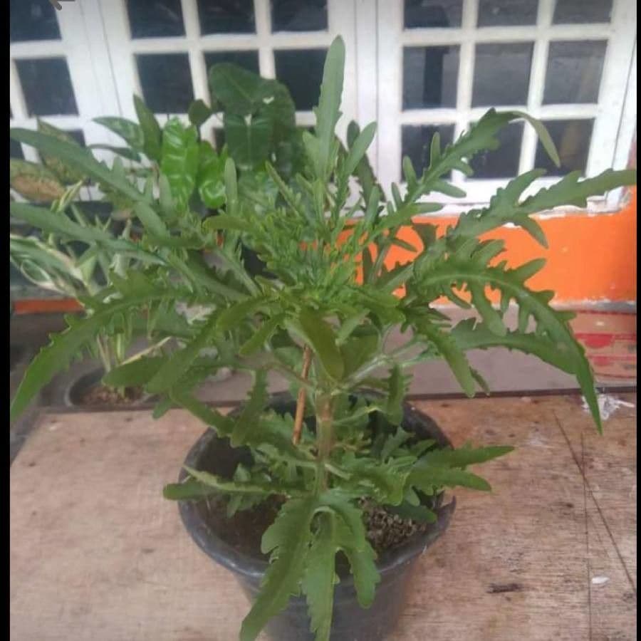 Kalanchoe 18