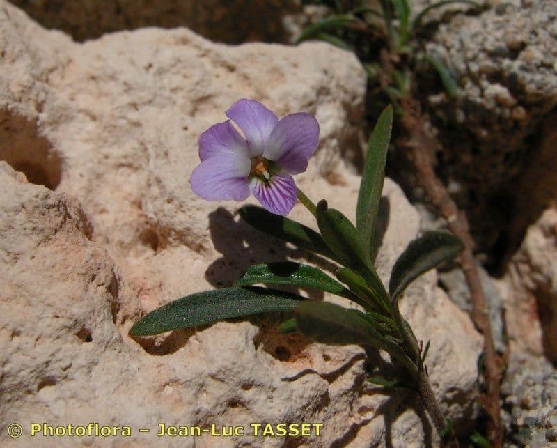 Violette arborescente 26
