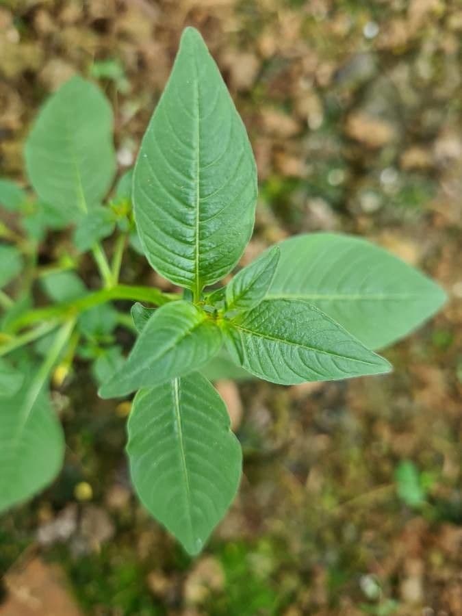 Ludwigia 13