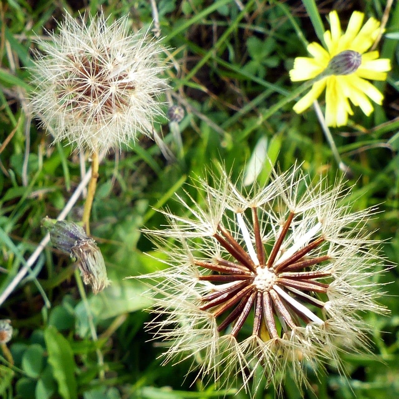 Radicchiella autunnale 3